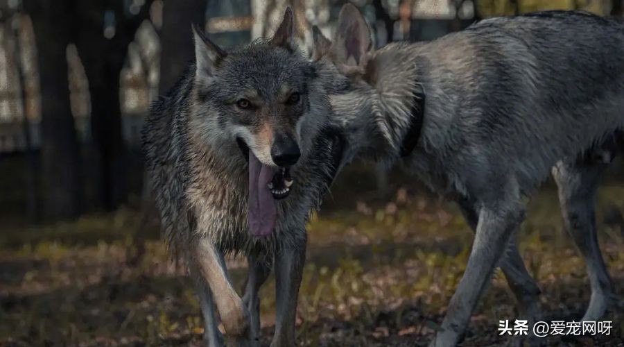 捷克狼犬哪个毛色最像狼,捷克狼犬怎么喂养比较好