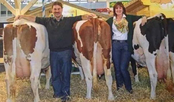 美国人养牛新方法,美国人养牛的方法