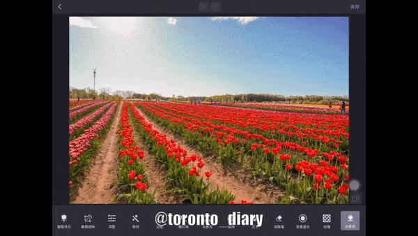 邂逅五彩斑斓的油菜花田,郁金香花田旅游攻略