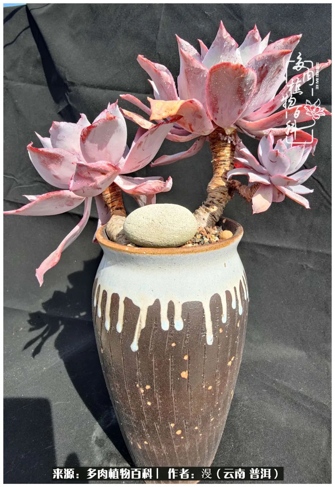 云南的冬天没有云！养肉七年，不谈得失，只论陪伴！