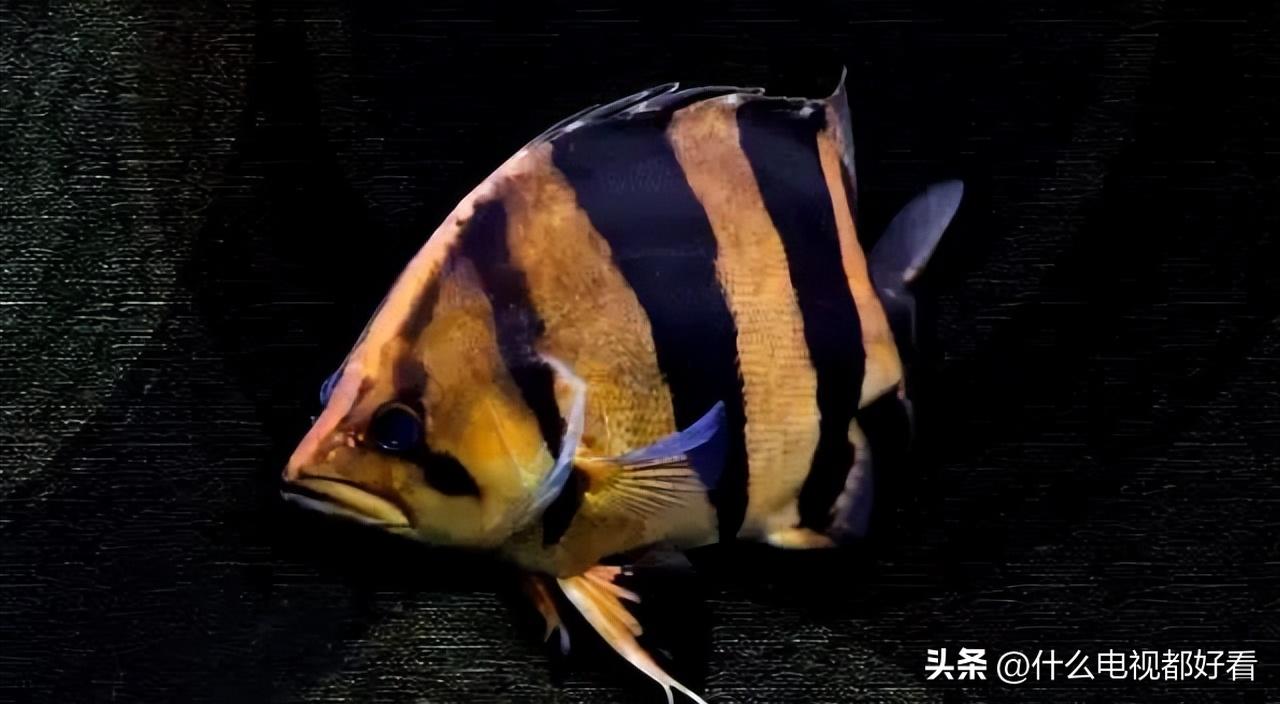 虎鱼从小饲养的正确方法,饲养虎鱼有哪些注意事项