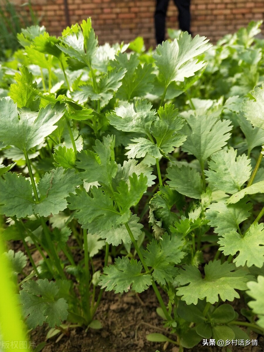 秋天种香菜撒上面不盖土会发芽吗,秋天种植的香菜怎么吃