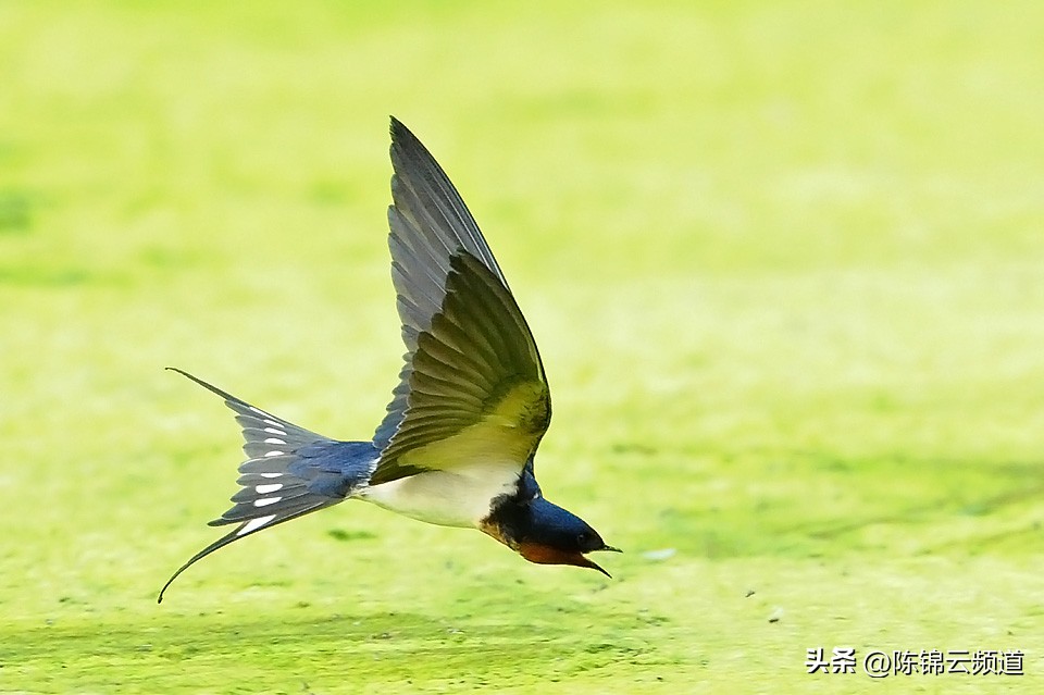 关于重阳节春节清明节的古诗,清明节积累关于传统节日的古诗词