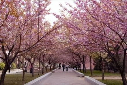 弘农文化节河南农业大学,中国农科院河南农业大学