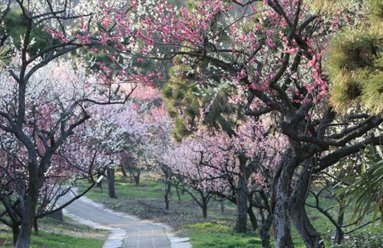 庭院的大门前种什么花树比较好,适合庭院的低矮四季常青的花树