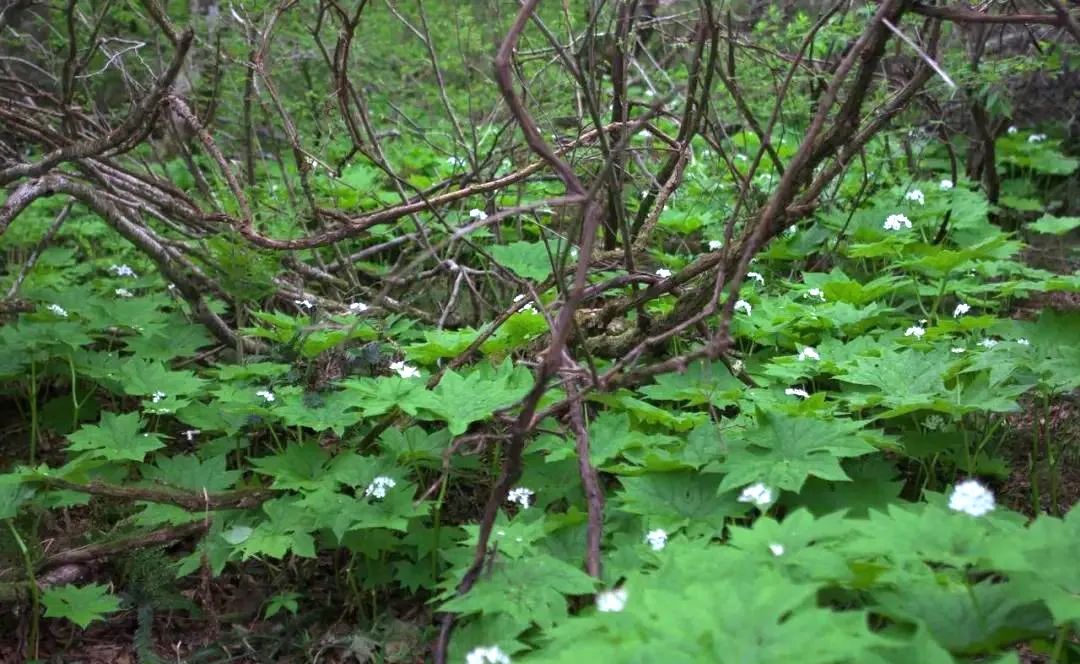 山荷叶·开在山间的魔法精灵，滴落的雨水能让她变得水晶般透明