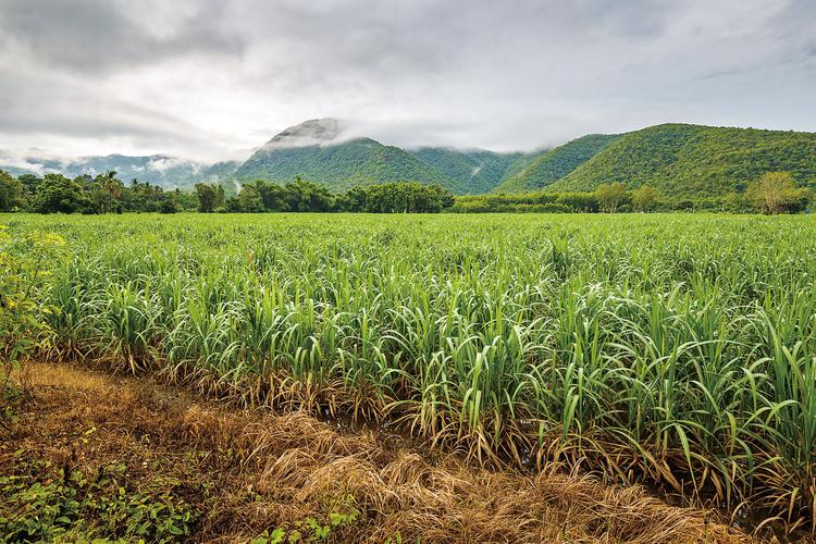 为什么巴西足球人才那么多,巴西为什么足球那么厉害