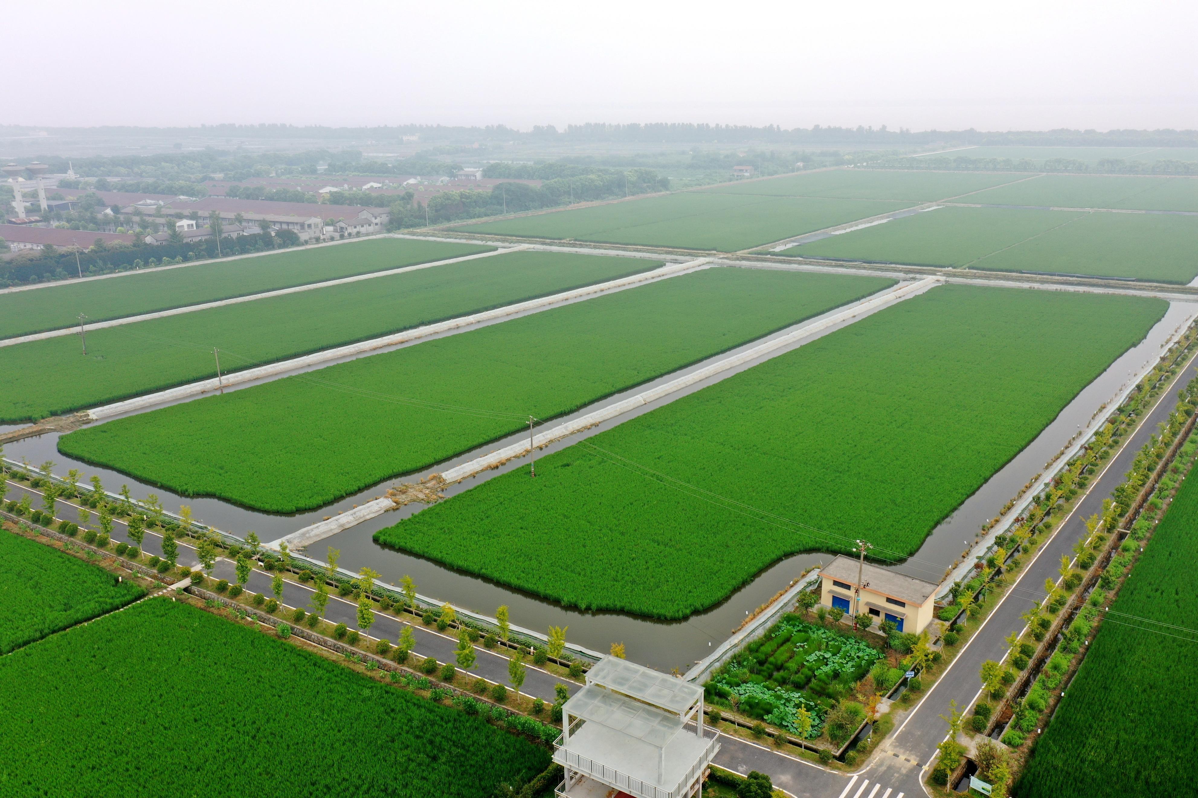 养殖小龙虾开辟乡村脱贫新路径,农业农村部小龙虾产业发展