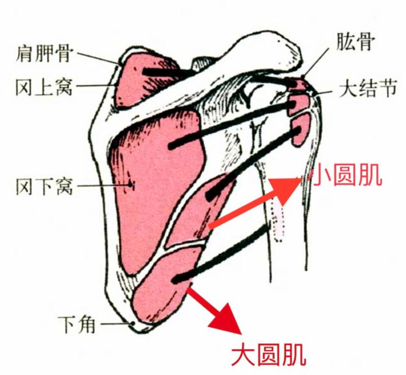 肱骨近端骨折属于几级伤残,肱骨近端骨折康复训练技巧