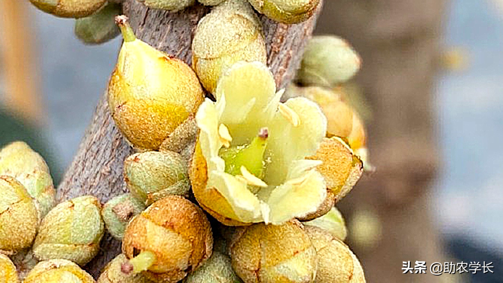 妈米果多少价位,妈咪果好吃吗