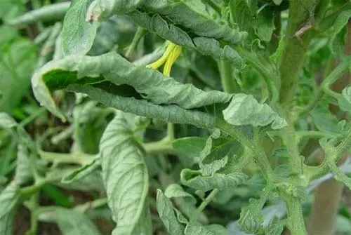 番茄叶片边缘焦枯卷曲,番茄叶子卷曲皱缩怎么处理