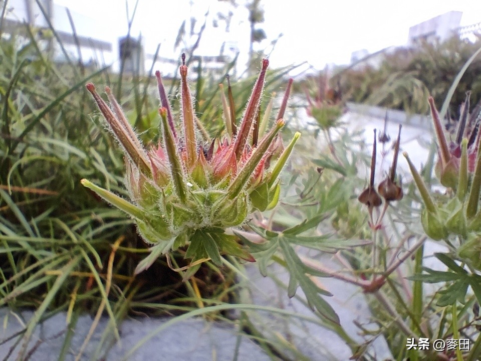618值得买的高性价比的千元手机,618手机推荐性价比高2000内一加