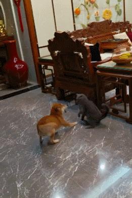 笑死！狗子1个蛋上被蚊子咬了8个包，成巨蛋小子了！