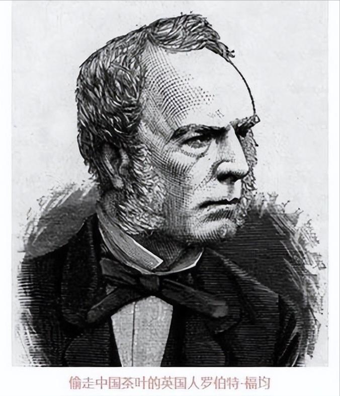 痛心的技术泄密：英国*子骗**从中国偷走两种树苗，中国损失百亿纹银