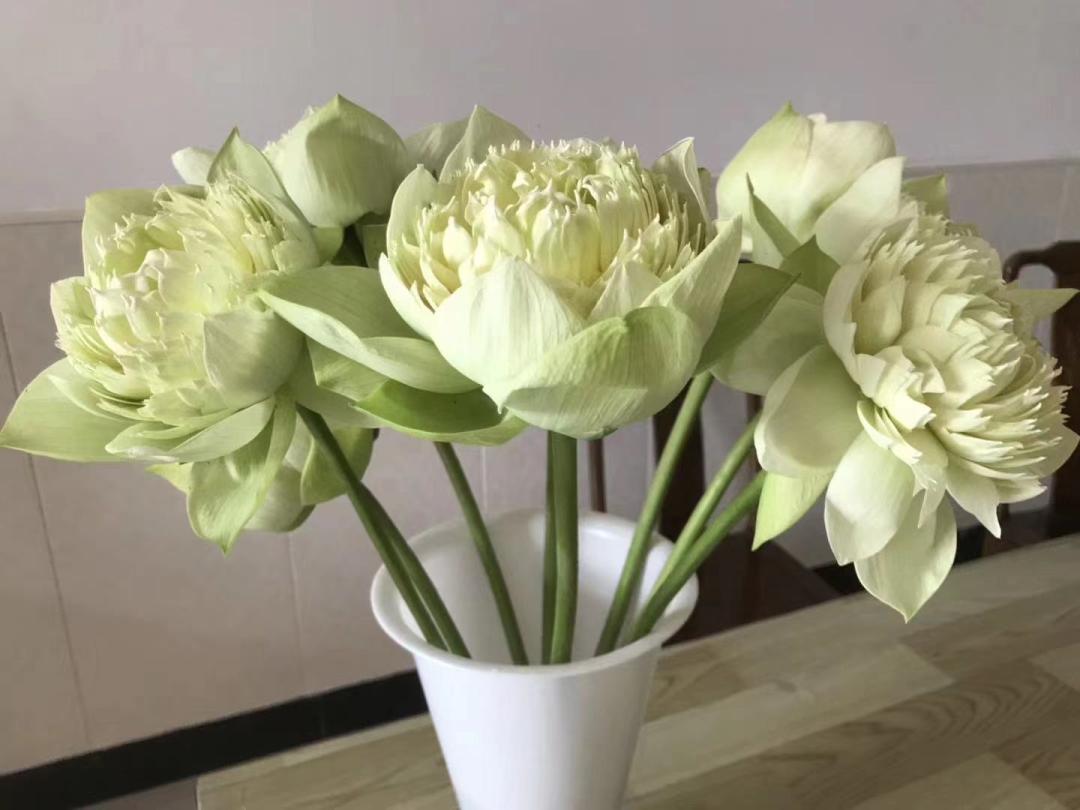 荷花种植什么品种好看,荷花种植范围有哪些品种