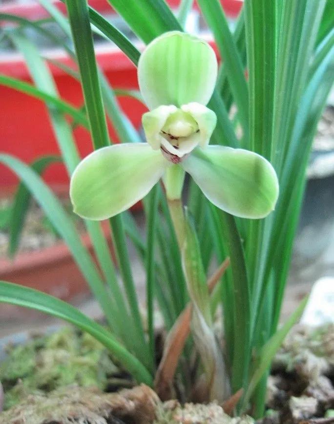 兰花宋梅的故事,宋梅故事