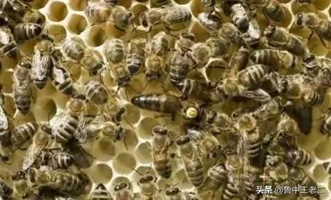 虎头蜂在哪里泛滥成灾,大窝虎头蜂