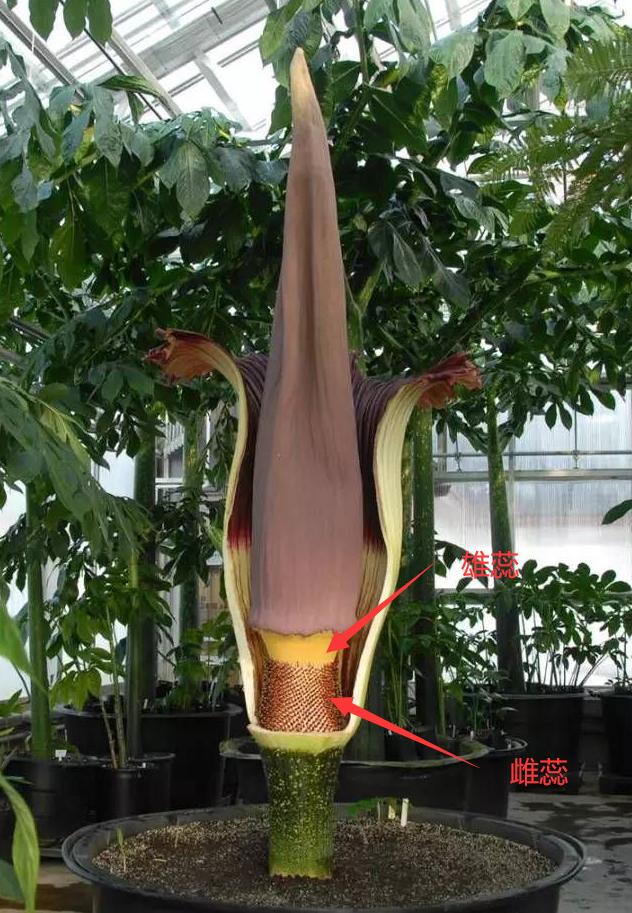 尸香魔芋生长全过程,昆明有尸香魔芋么