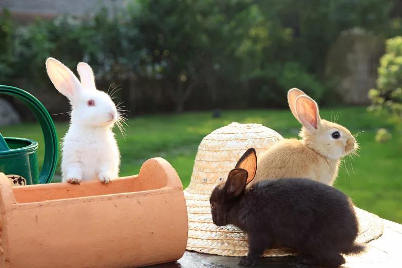 素食宠物食品,素食宠物零食有哪些品种