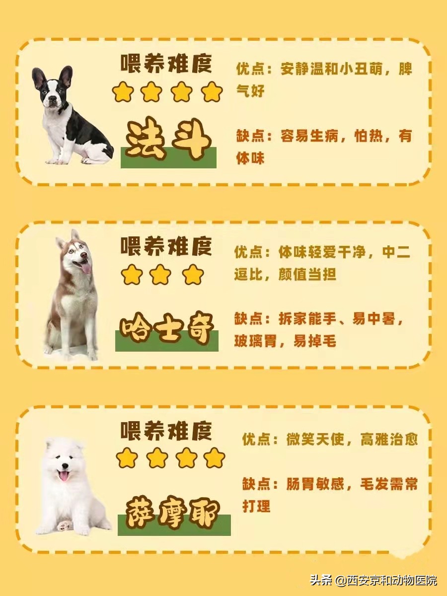 关于狗狗的养狗知识大全,狗狗怎么养注意事项大全