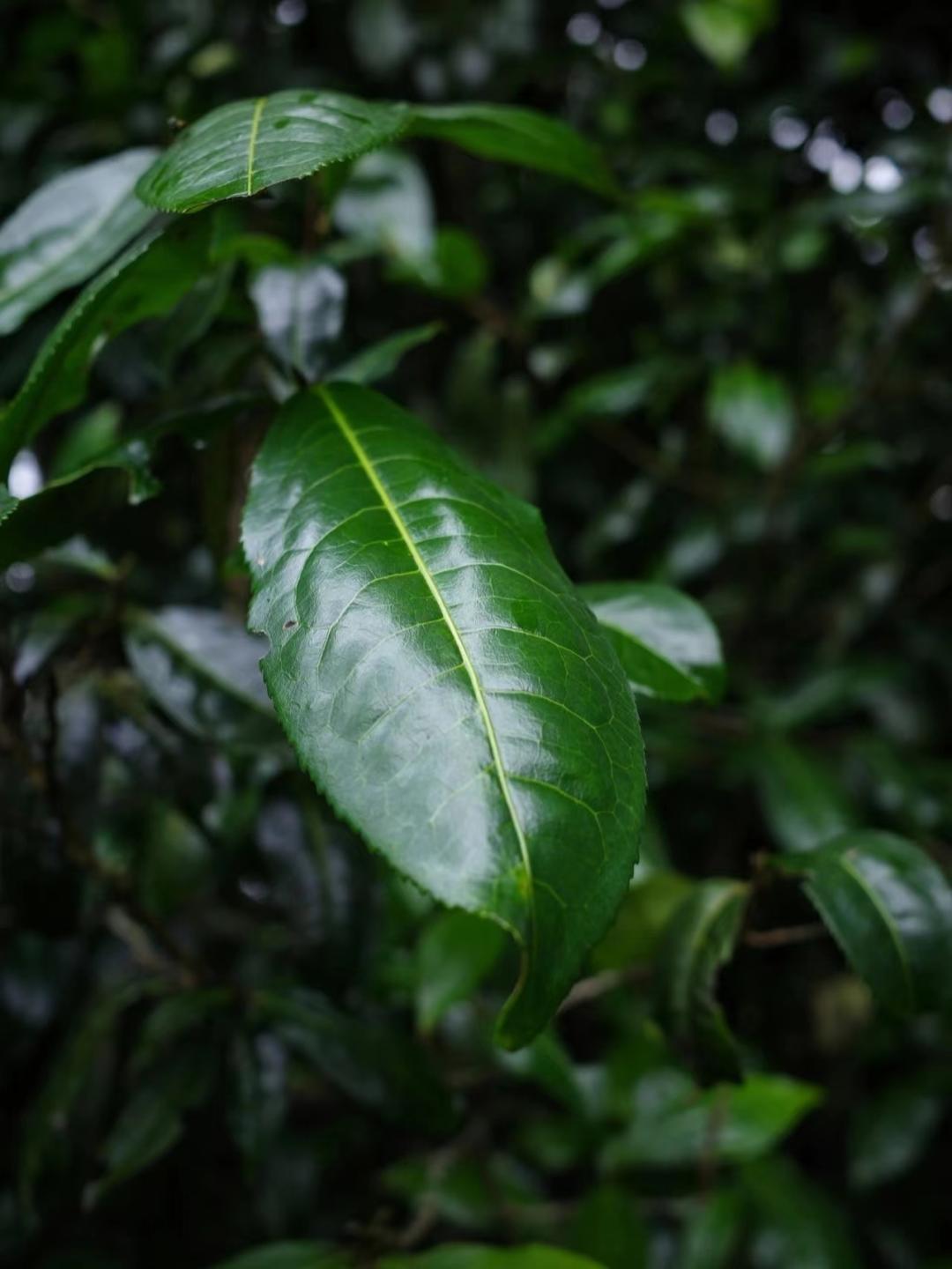 正宗的云南普洱茶是什么样的,真正的云南普洱茶是什么样