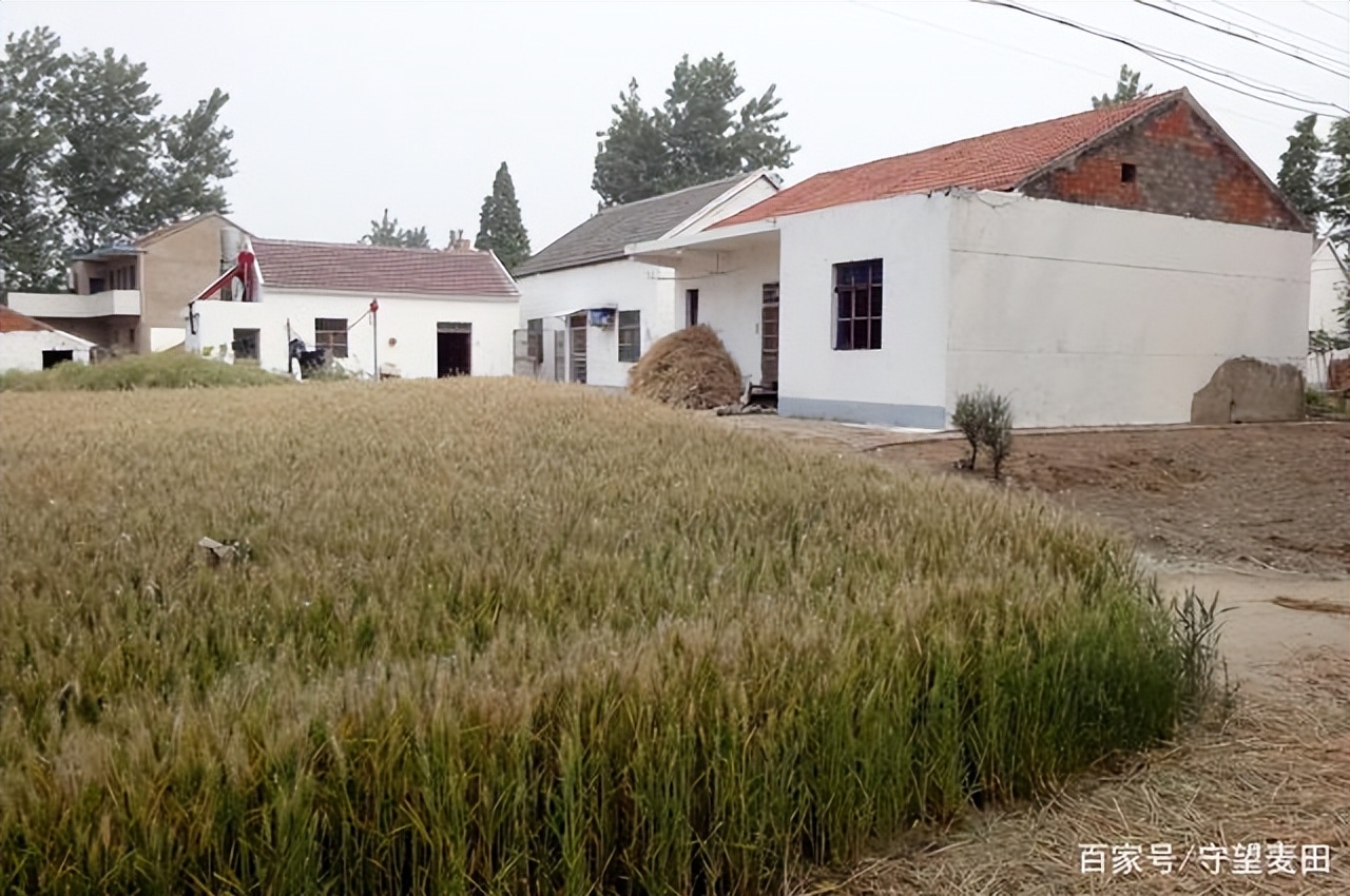 树高千丈叶落归根的根是什么意思,叶落归根的根是什么意思