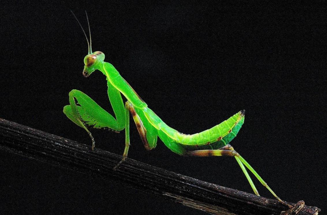 雌性螳螂吃雄性螳螂为什么不反抗,雄螳螂被母螳螂吃掉过程