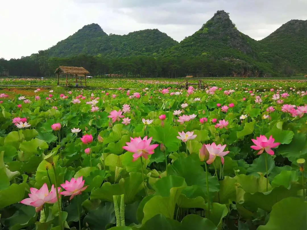 云南旅游避暑景点有哪些地方好耍,云南避暑美食胜地
