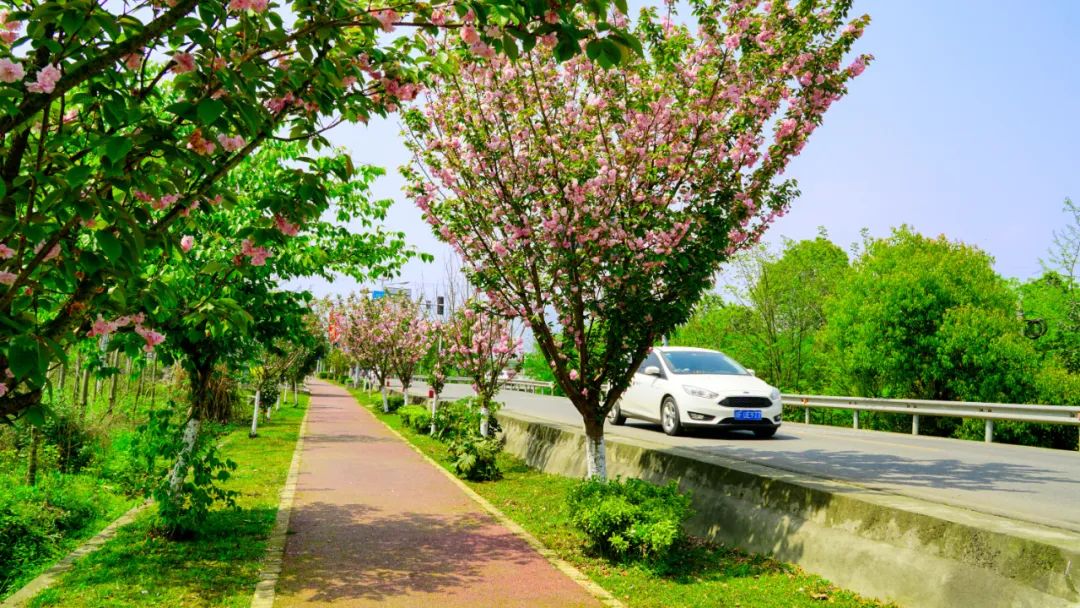 绵竹风景最好的地方在哪 (赏花一日游最佳去处绵竹)