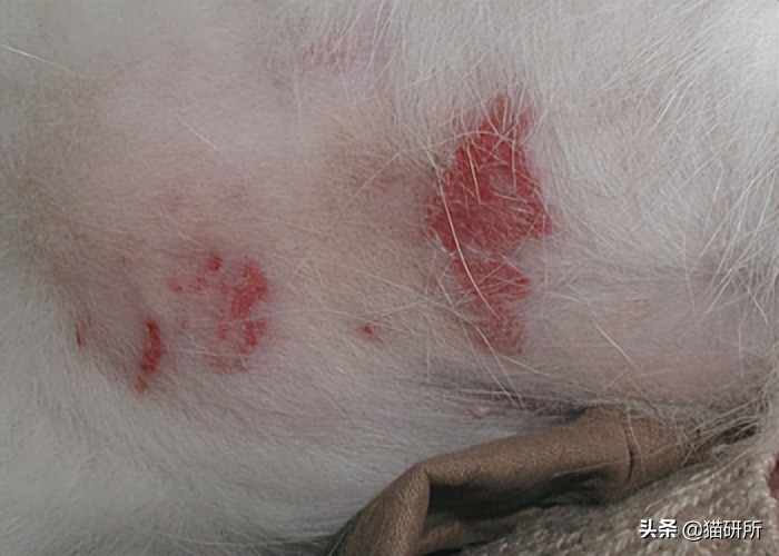 猫咪嘴巴突然肿了怎么办？真不是上火