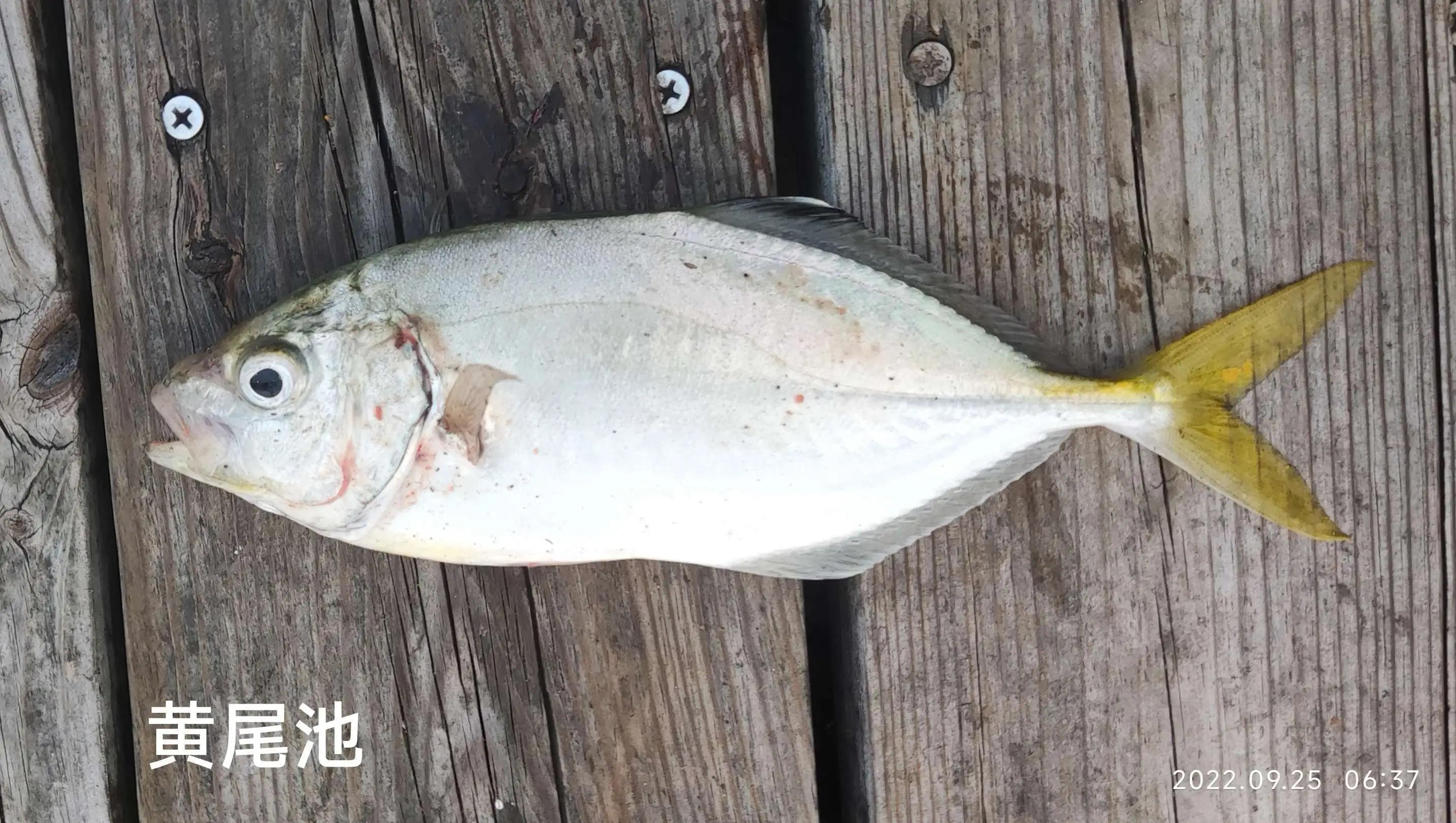 20种常见海鱼,十大常见野生海鱼