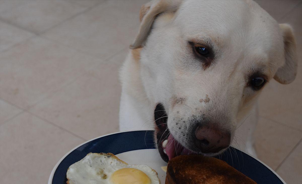这20种食物，对狗来说是“毒药”，你还在给它吃吗？