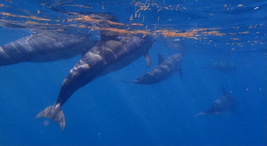 海豚湾到底是怎么回事,冒着生命危险揭露海豚湾秘密