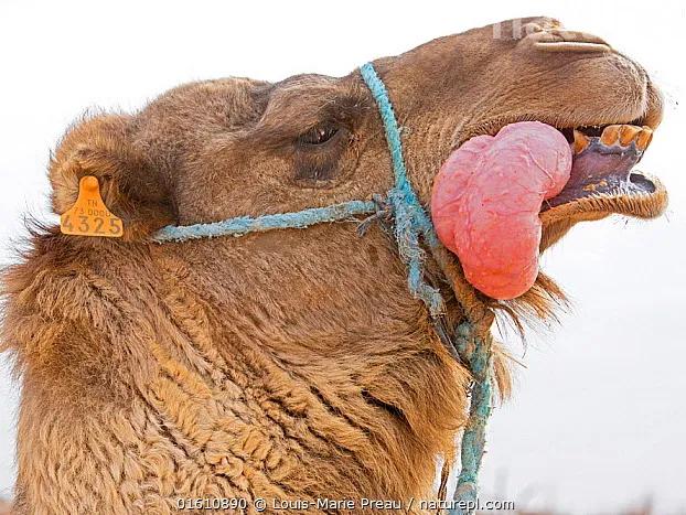 骆驼的身体部位结构,骆驼奇特的身体结构