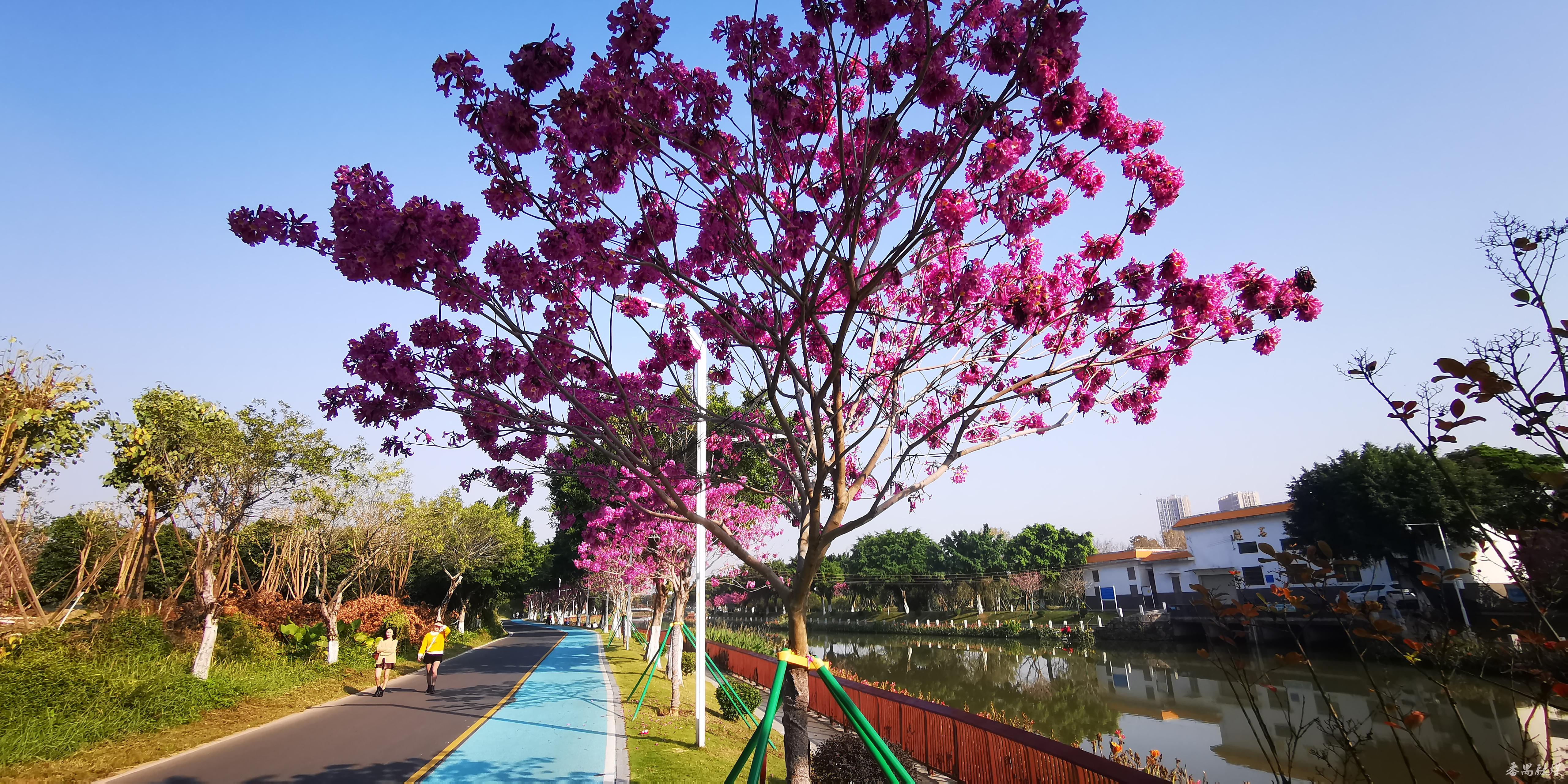 一脉碧水,两岸碧道!番禺钟村街胜石河周边美翻了