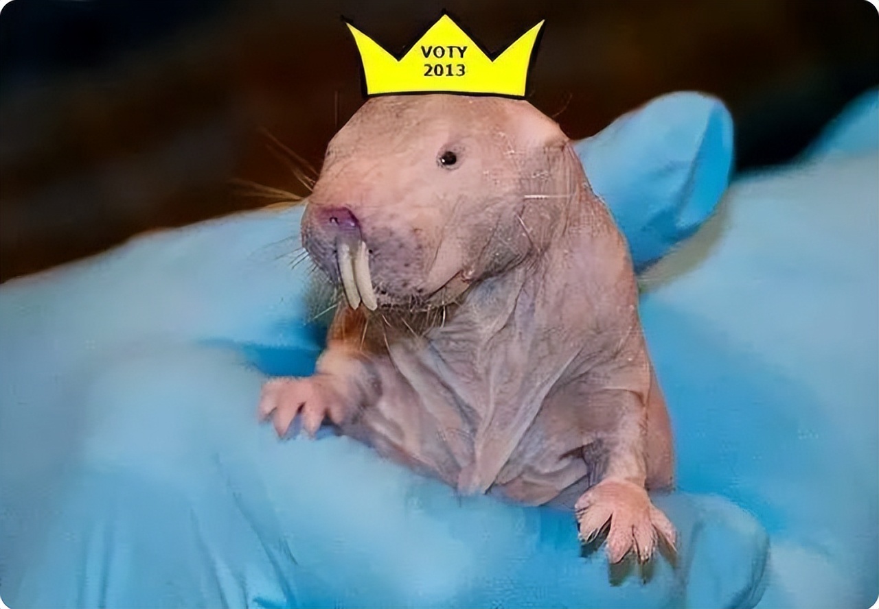 唯一没有癌细胞动物,唯一不会癌变的动物