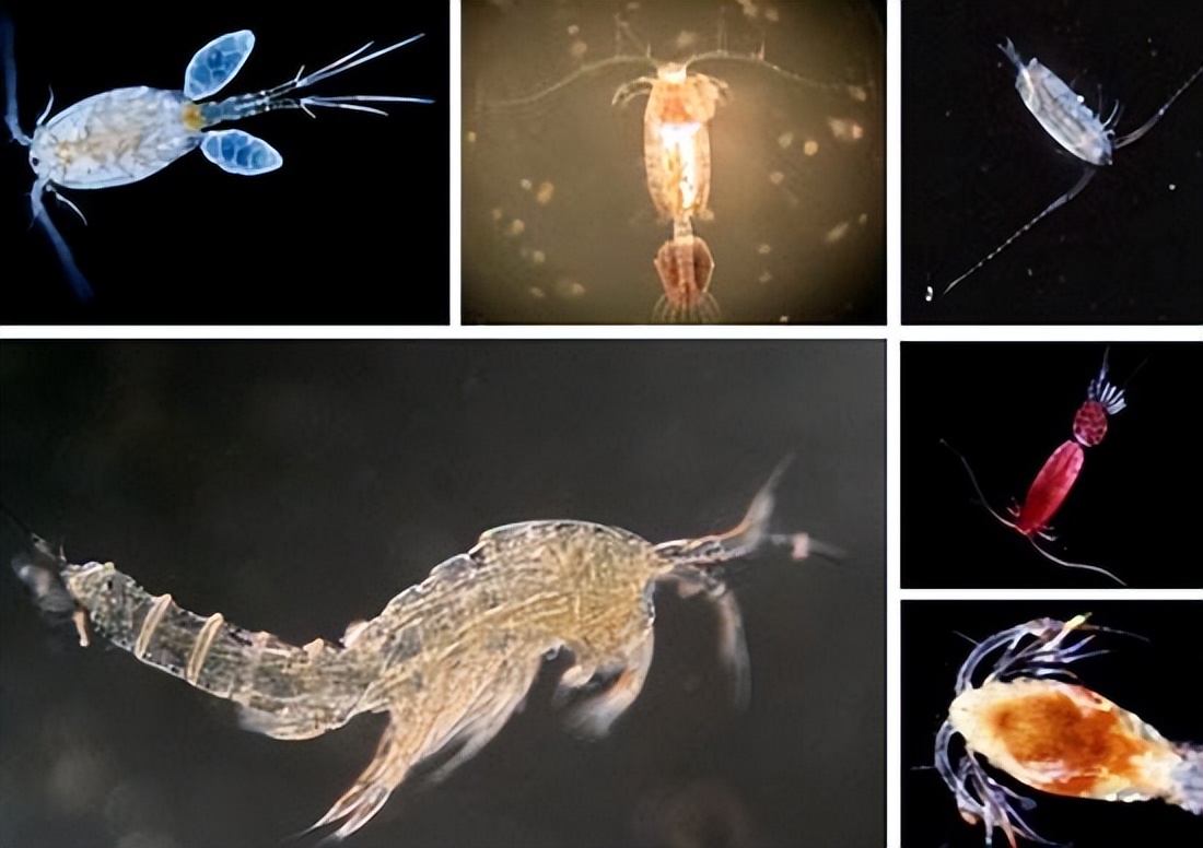 科普什么是nlp,科普什么是生物