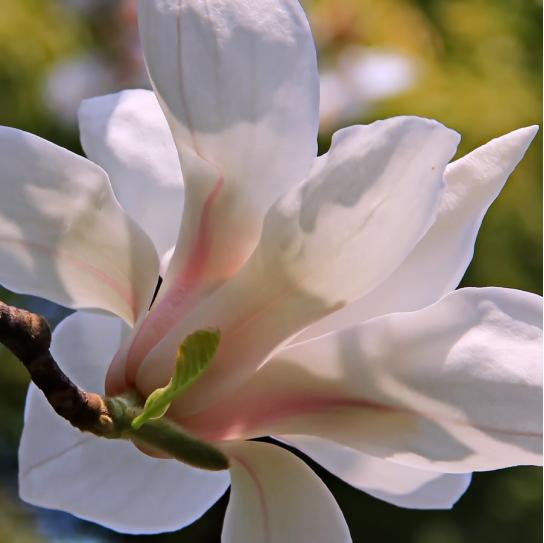 园林风景植物之玉兰