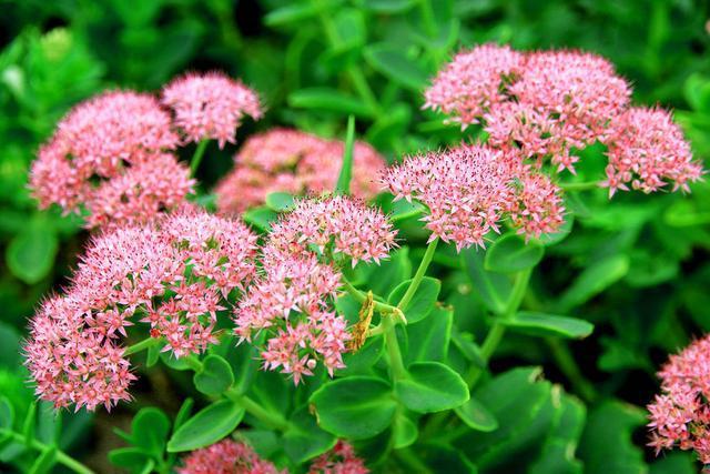 100种好看的多肉植物,50多种多肉品种大全