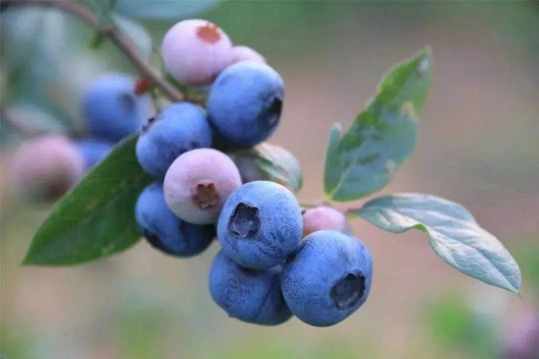 “蓝”不住的“莓”好！旺苍县木门蓝莓基地已开园！