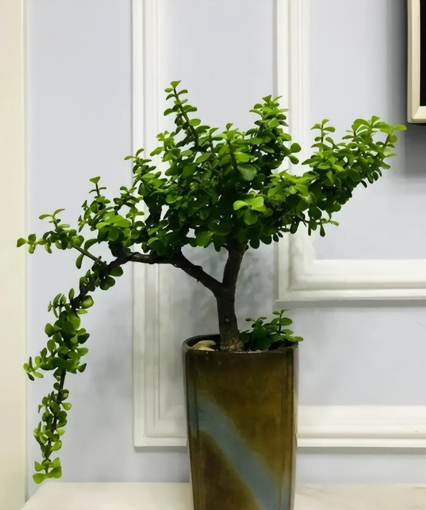 摆放客厅十种最旺气的花,家中客厅财位摆放什么最招财聚财