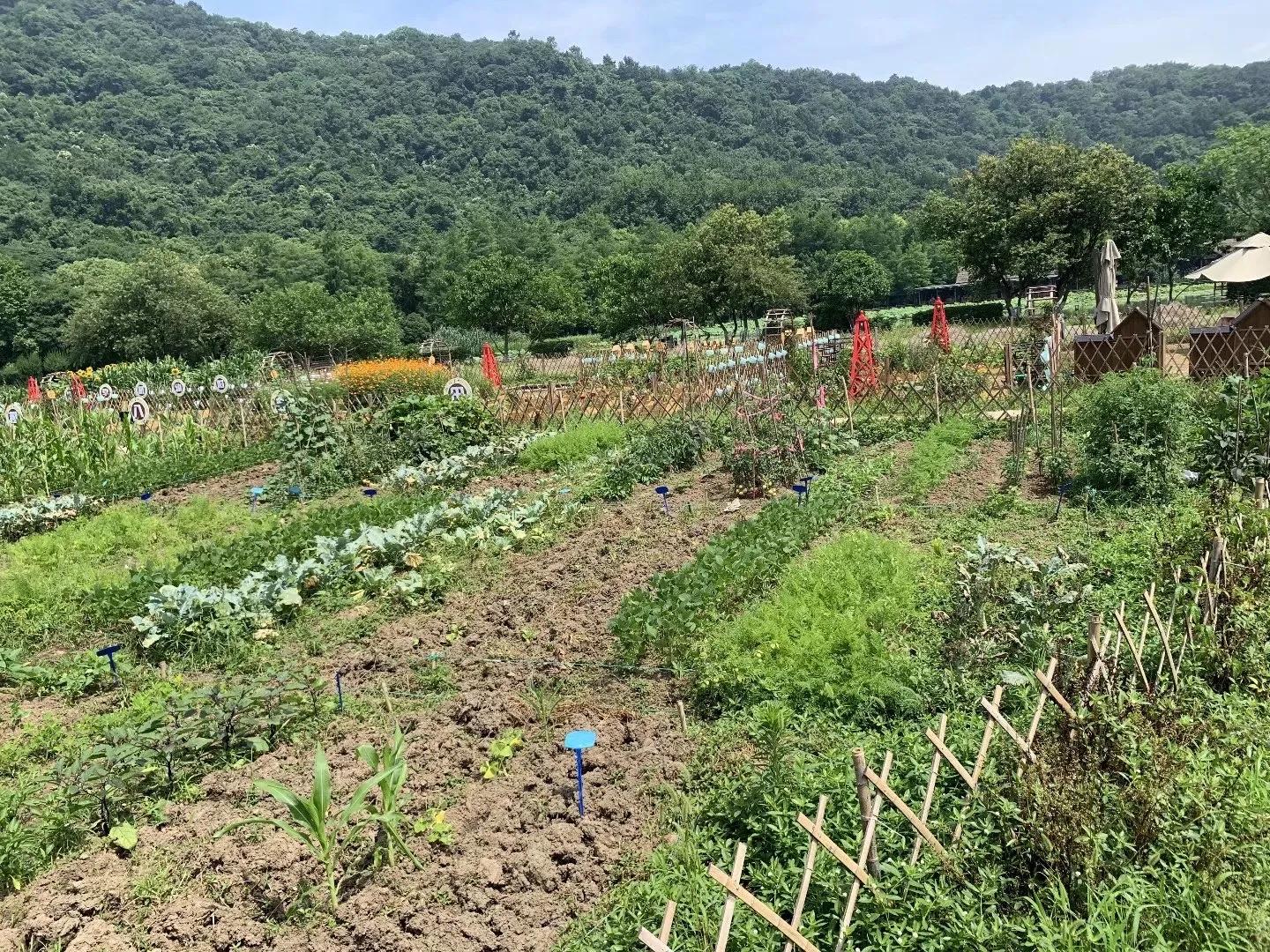 杭州八卦田遗址规划,杭州八卦田遗址公园有什么可以玩