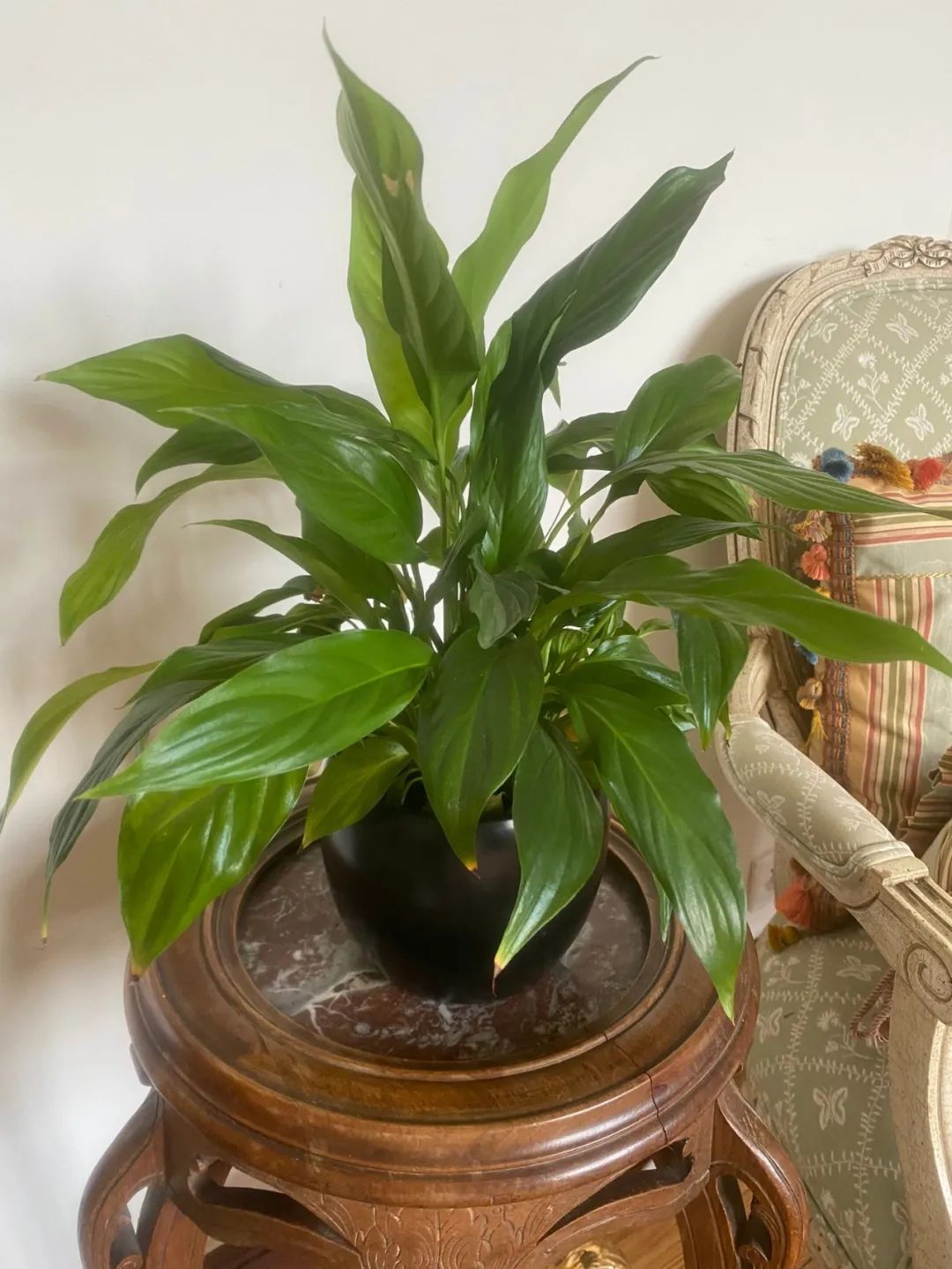 白掌花叶子发黄怎么办,白掌花叶子发黄怎么回事