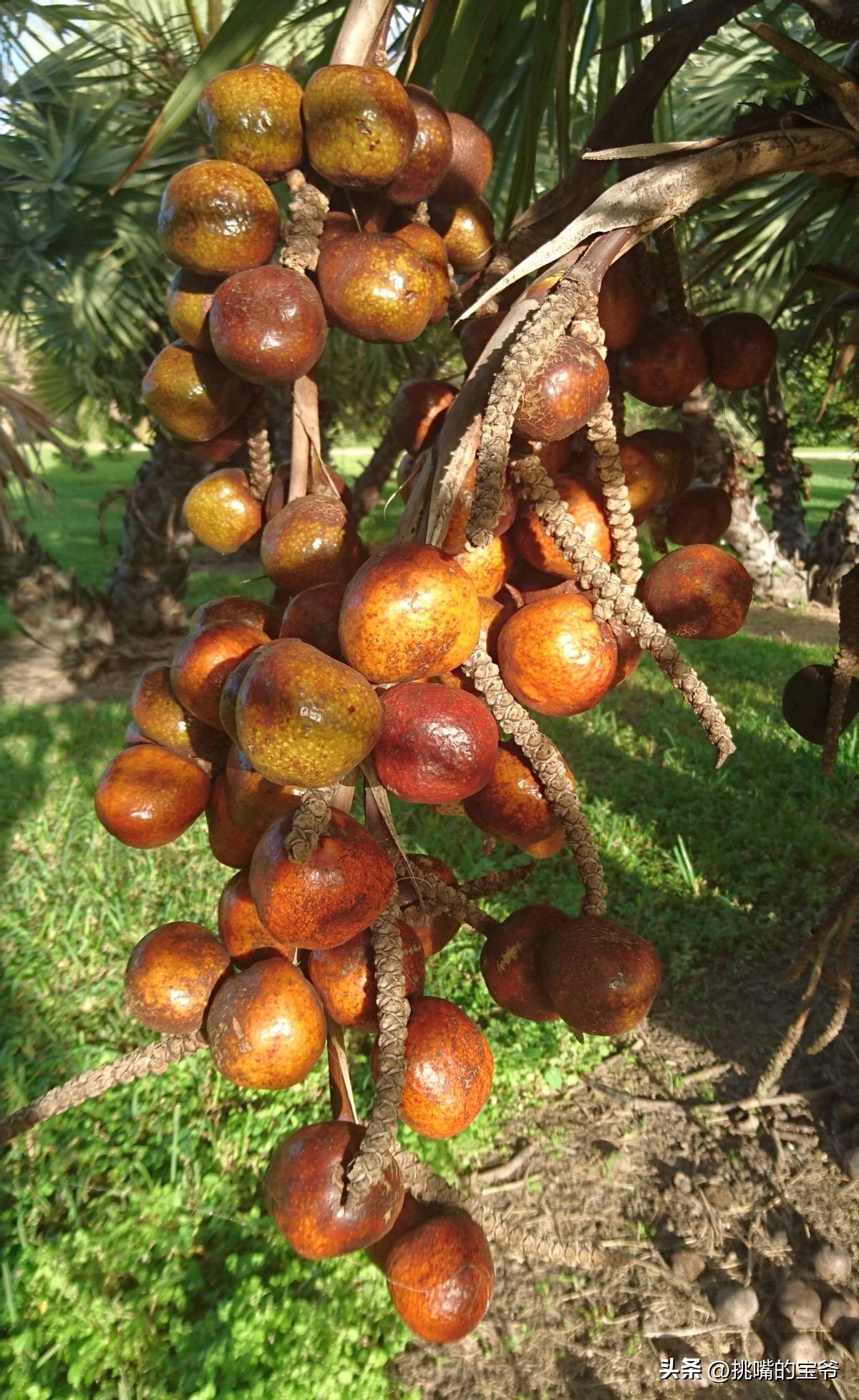 人口与北京相当，面积与*藏西**接近的尼日尔，有什么饥荒水果