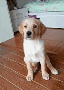 狗狗价格排行榜前十名德牧,狗狗价格排名前100名品种有哪些