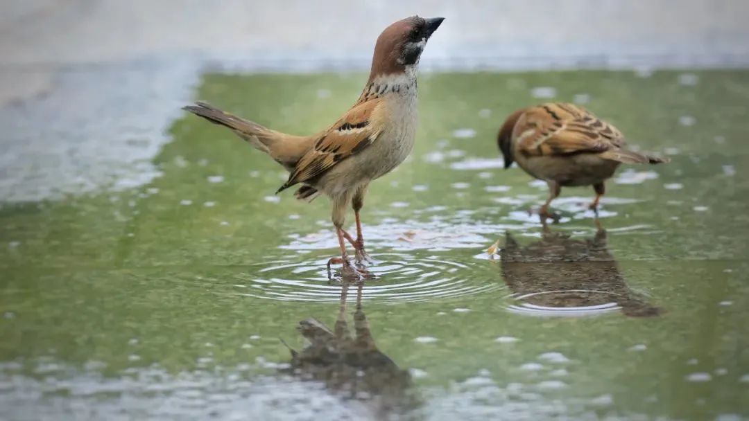 师大寻鸟记，这些小可爱，你都见过吗？