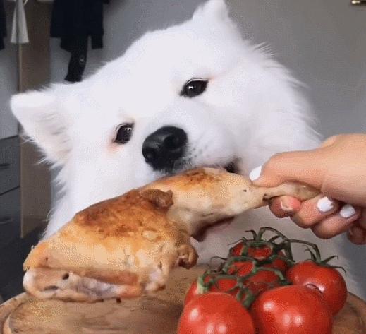 双色球开奖的结果,萨摩耶犬多少钱一只广安