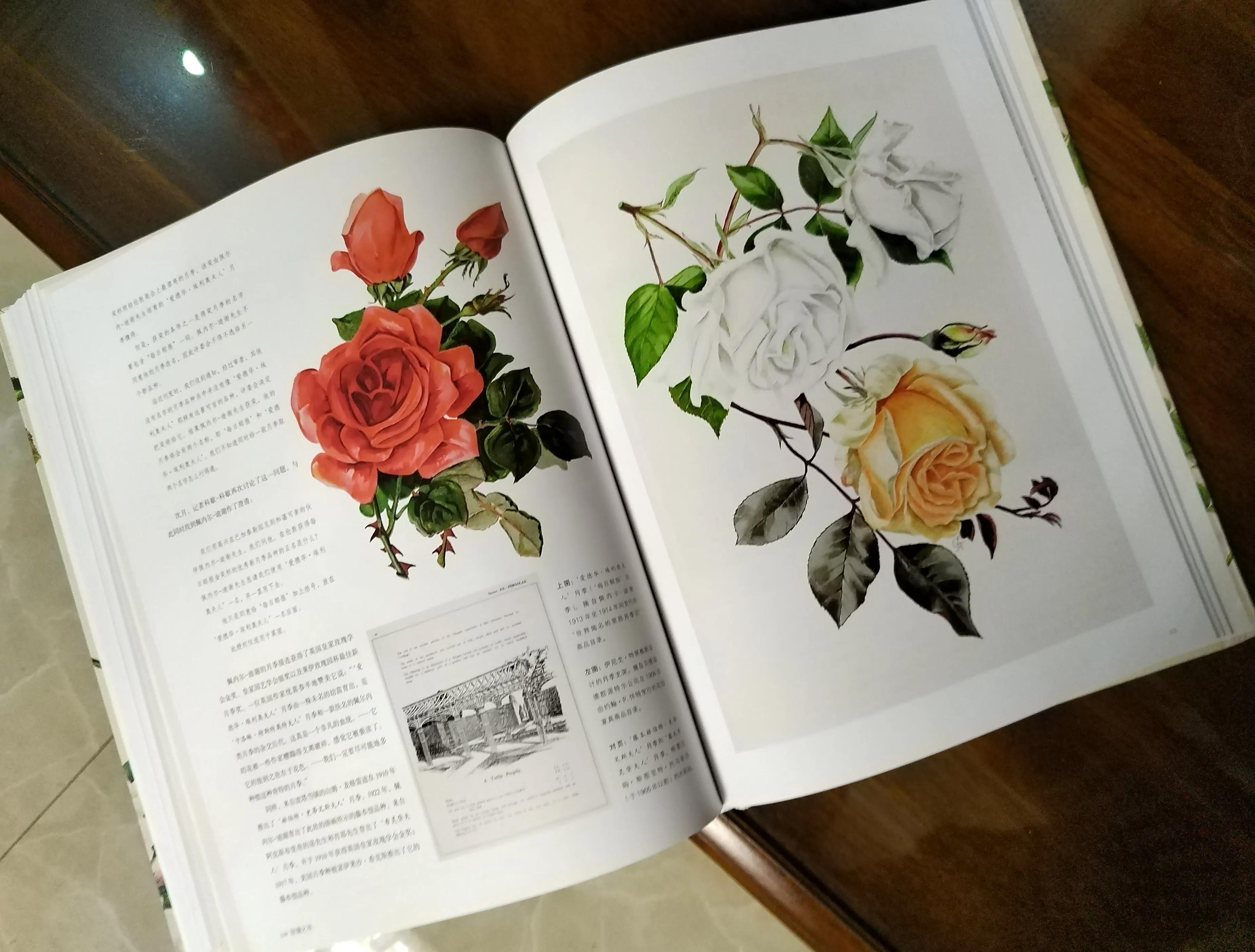 19朵香槟玫瑰花语的含义,6朵粉玫瑰花朵数代表含义