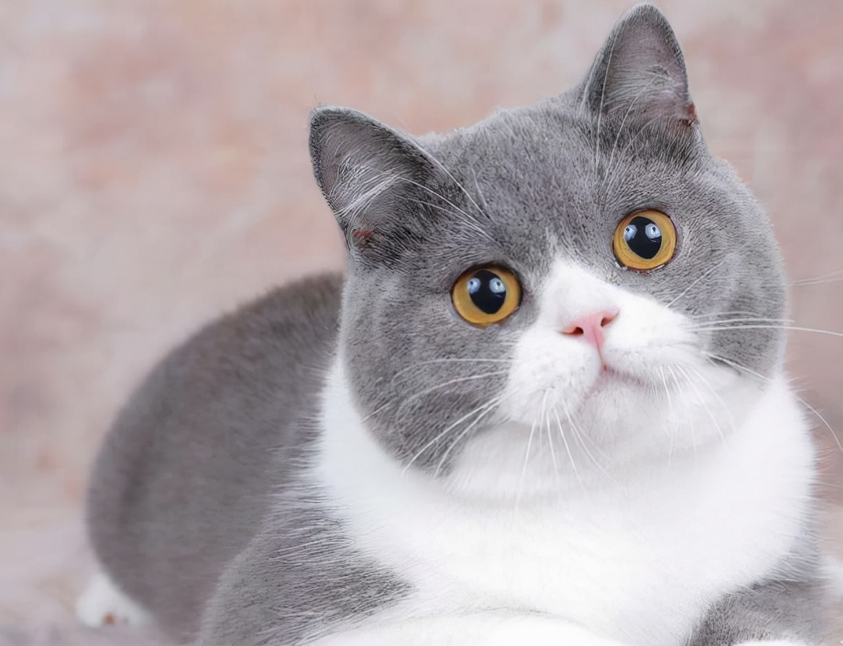 怎么分辨英短血统纯不纯,英短乳白怎么看纯不纯