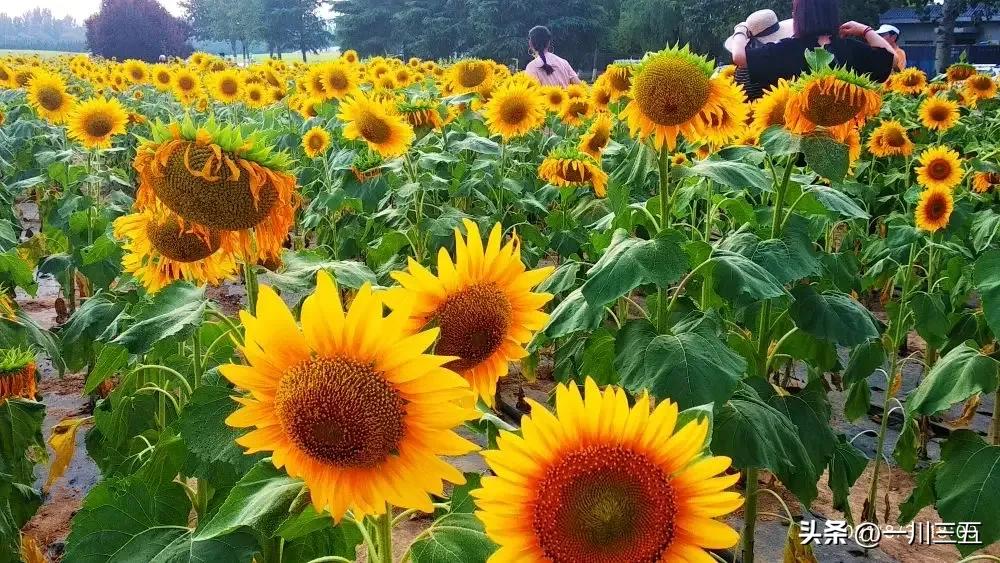 阎良飞机城旅游攻略一日游,阎良航空城一日游美篇